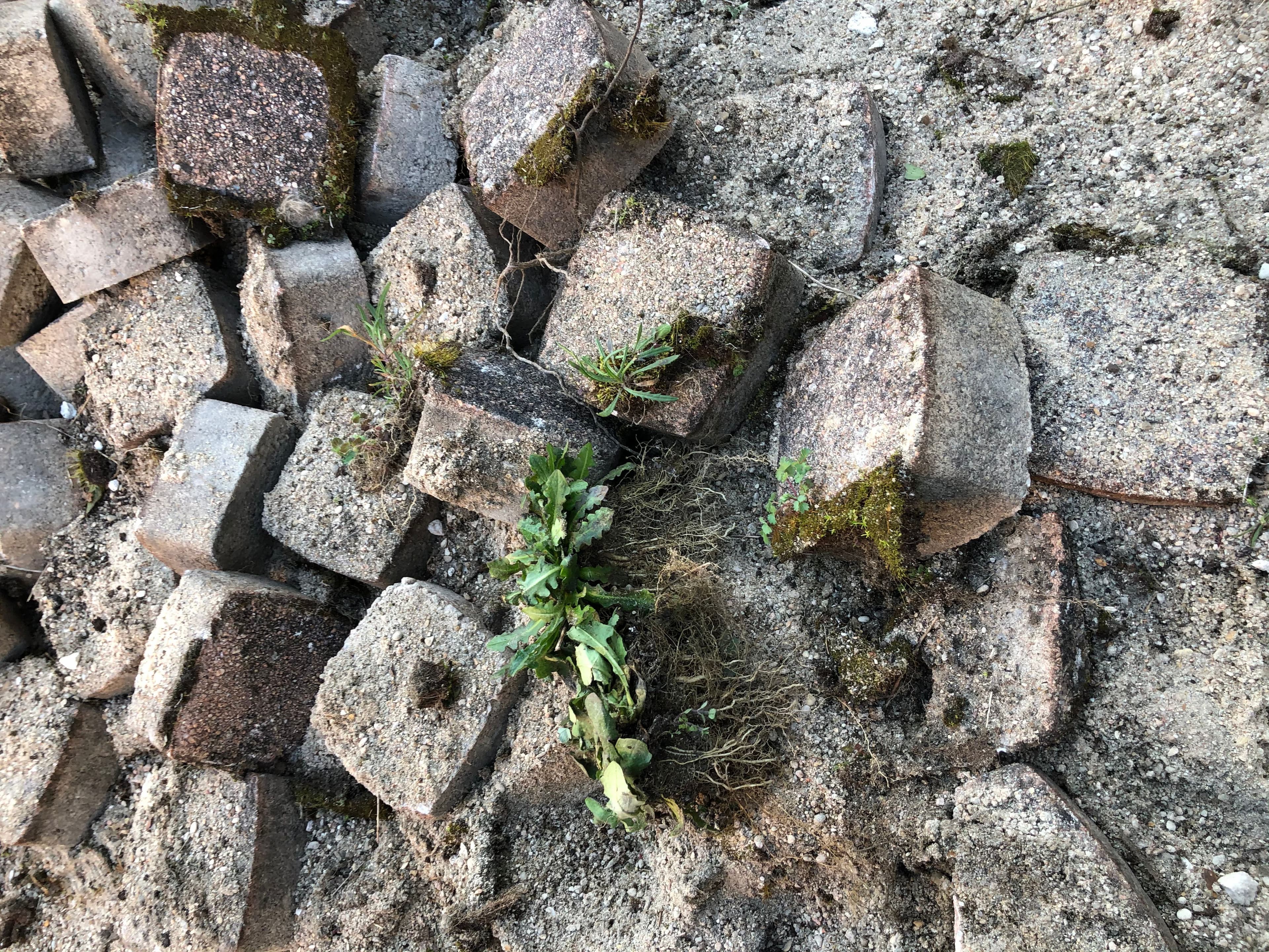 Végétation au milieu des pavés